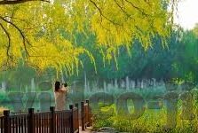 大象成视频入口-探索大象，从现实到虚拟的奇妙旅程——大象成视频入口的独特魅力