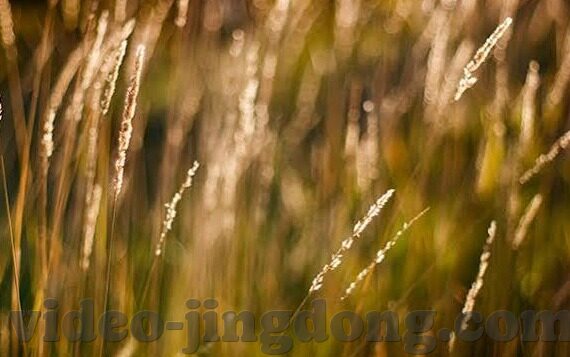 麻豆madou传媒-麻豆madou传媒，文化与艺术的创新交汇点