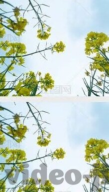 糖心app旧版下载-找回经典触感，糖心app旧版下载体验回忆录