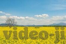 糖心vlog博客-解锁生活色彩，糖心Vlog博客的甜蜜日常